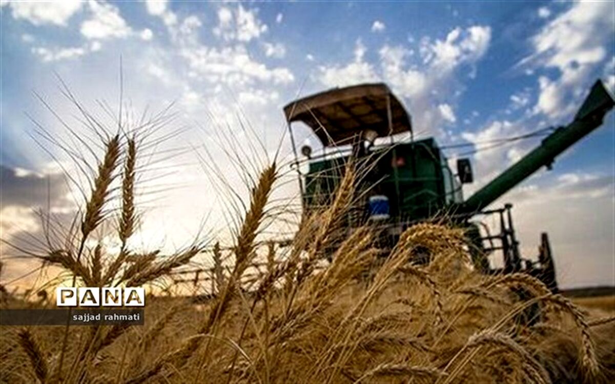 برداشت جو آبی در مزارع شهرستان شهرضا آغاز شد