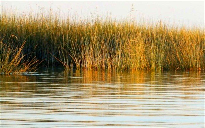 آتش‌سوزی نیزارهای آبراه اروند مهار شد