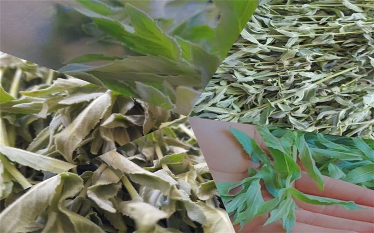 خواص بی مانند گیاه پونه کوهی