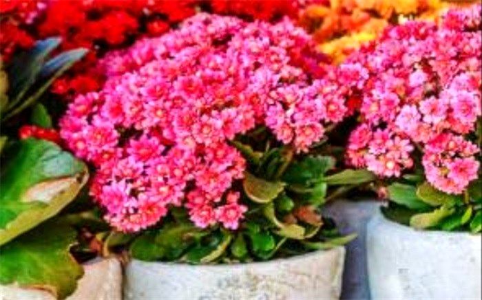 روش صحیح پرورش گل آپارتمانی کالانکوا