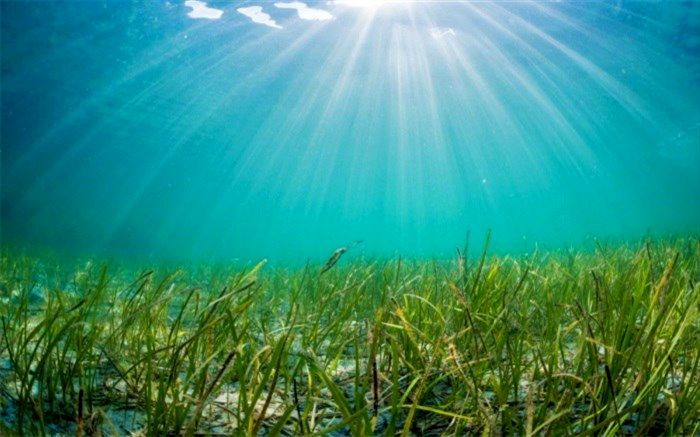 کشف قند در زیر دریا دانشمندان را متعجب کرد