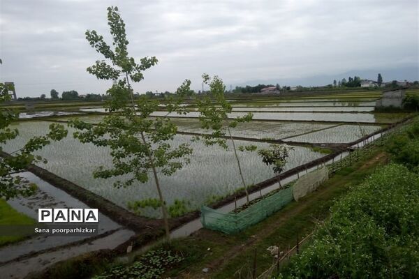 کشت برنج در شالیزارهای گیلان