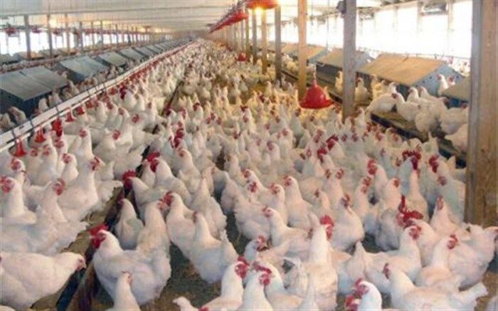 معدوم‌سازی مرغ با وزن بیش از ۱.۲ کیلوگرم منطقی نیست