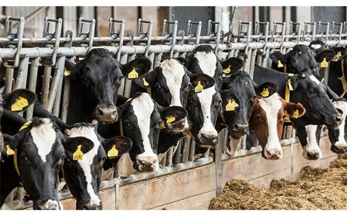 گاوداران هنوز از تسهیلات ۲۰ هزار میلیارد تومانی برای تامین خوراک دام بهره‌مند نشده‌اند