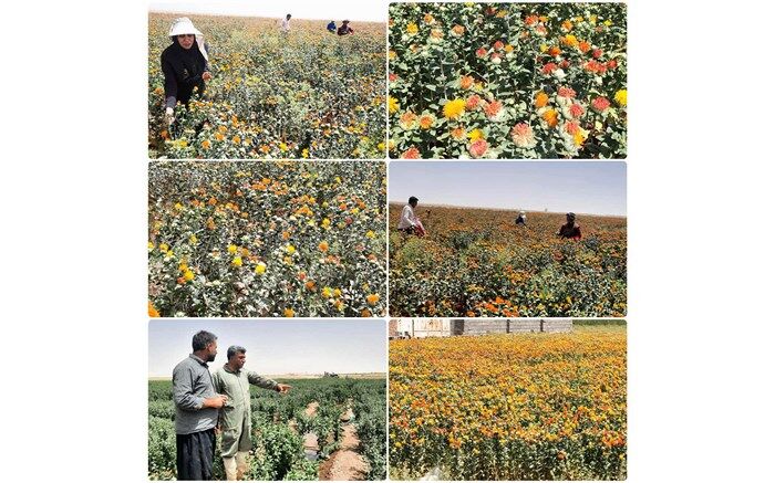 آغاز برداشت گلرنگ از مزارع اردستان