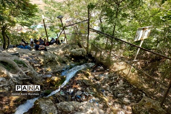 گلابگیری درمنطقه نیاسرشهرستان کاشان