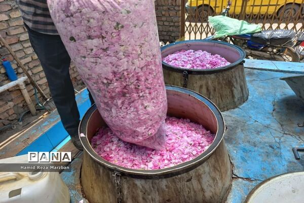 گلابگیری درمنطقه نیاسرشهرستان کاشان