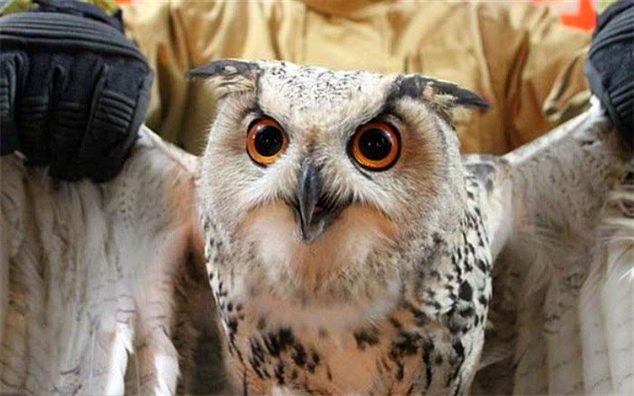 کشف 22 پرنده غیر مجاز در جنوب پایتخت