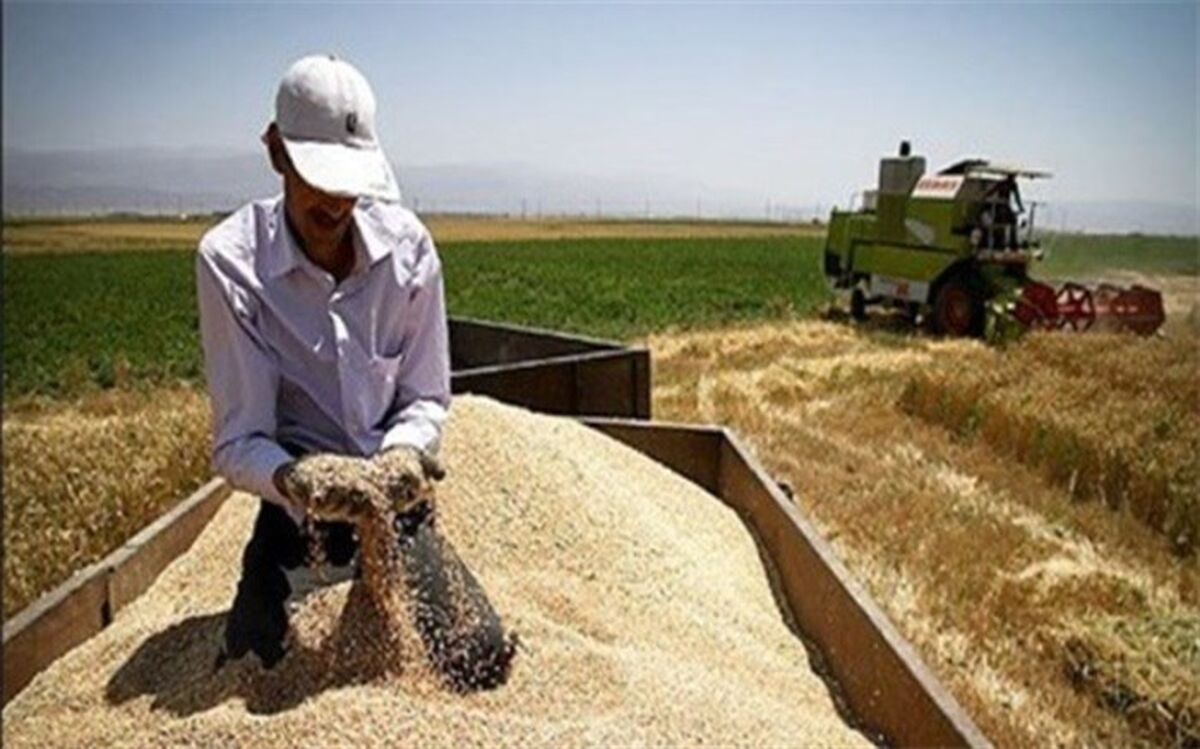 اسلامشهر قطب برتر تولید گندم در بین شهرستان‌های غرب استان تهران