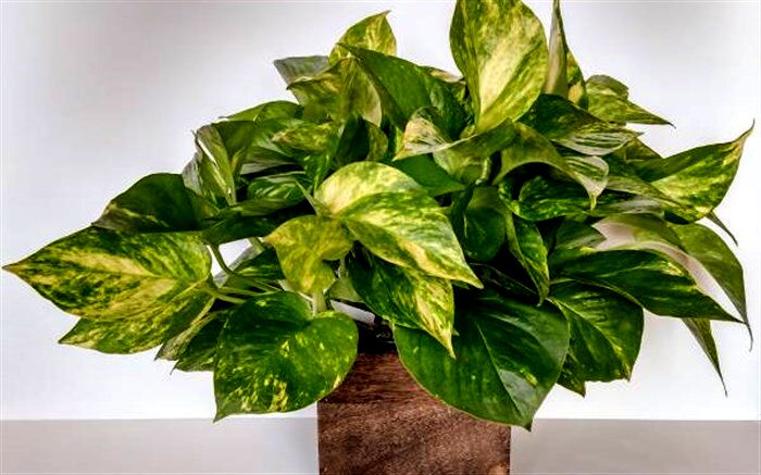 چرا برگ‌های پتوس زرد می‌شوند