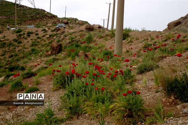 دشت لار