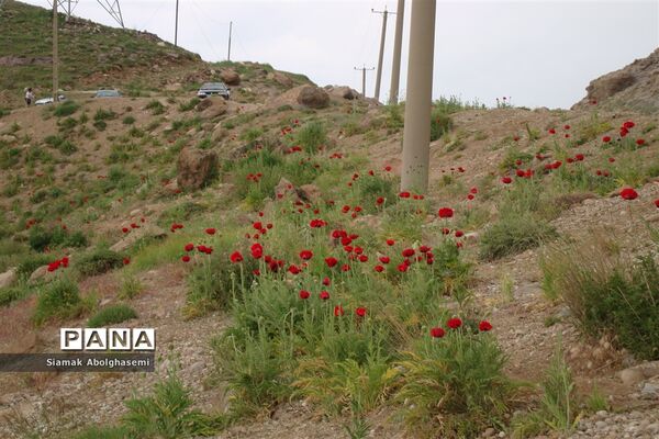 دشت لار