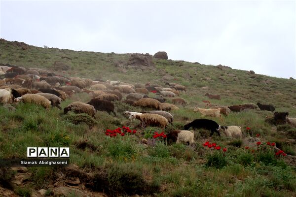 دشت لار