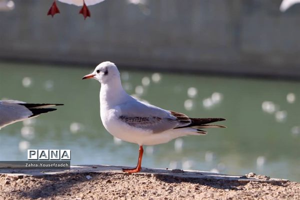 پرندگان مهاجر مهمان این روزهای شیراز