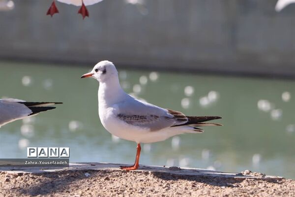 پرندگان مهاجر مهمان این روزهای شیراز