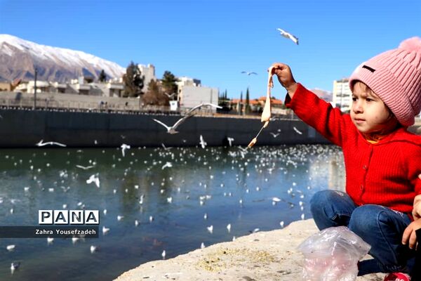 پرندگان مهاجر مهمان این روزهای شیراز