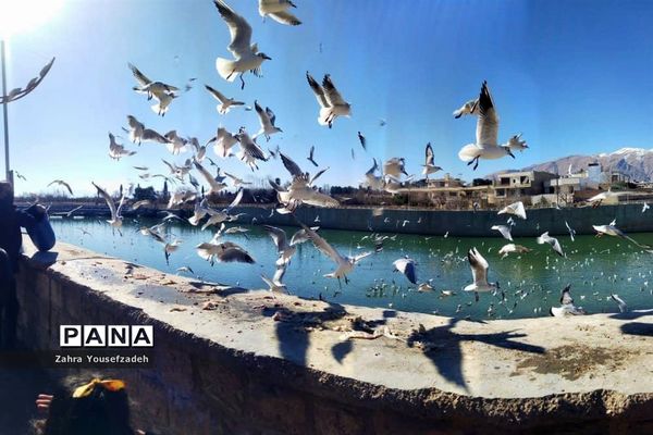 پرندگان مهاجر مهمان این روزهای شیراز