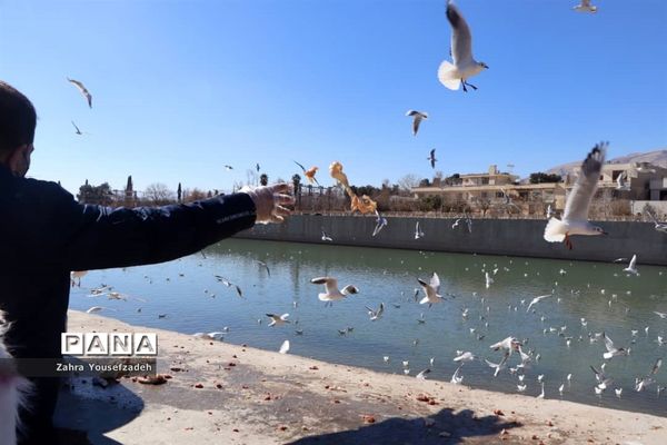 پرندگان مهاجر مهمان این روزهای شیراز