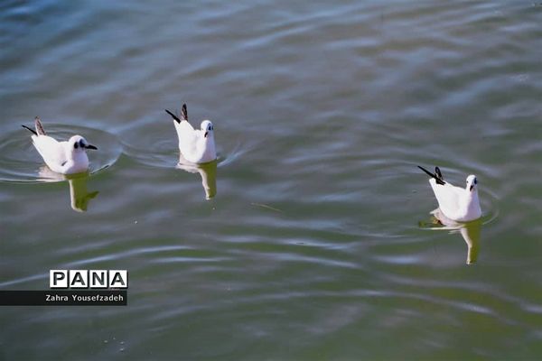 پرندگان مهاجر مهمان این روزهای شیراز