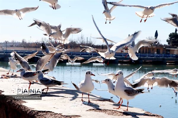 پرندگان مهاجر مهمان این روزهای شیراز