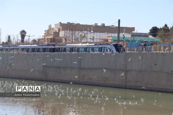 پرندگان مهاجر مهمان این روزهای شیراز