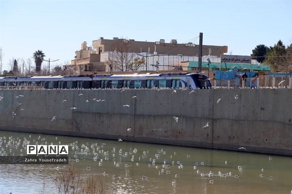 پرندگان مهاجر مهمان این روزهای شیراز