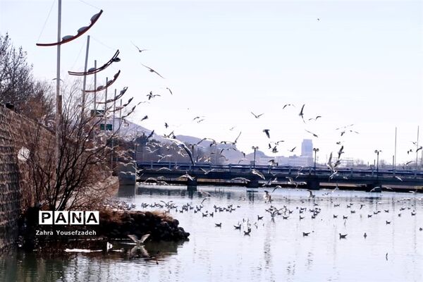 پرندگان مهاجر مهمان این روزهای شیراز