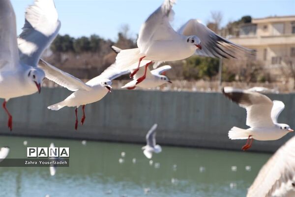 پرندگان مهاجر مهمان این روزهای شیراز