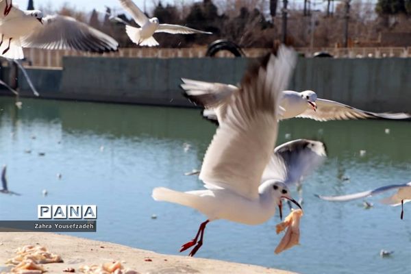 پرندگان مهاجر مهمان این روزهای شیراز