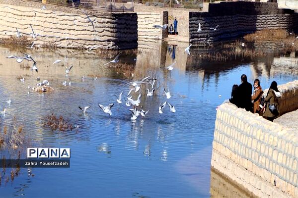 پرندگان مهاجر مهمان این روزهای شیراز