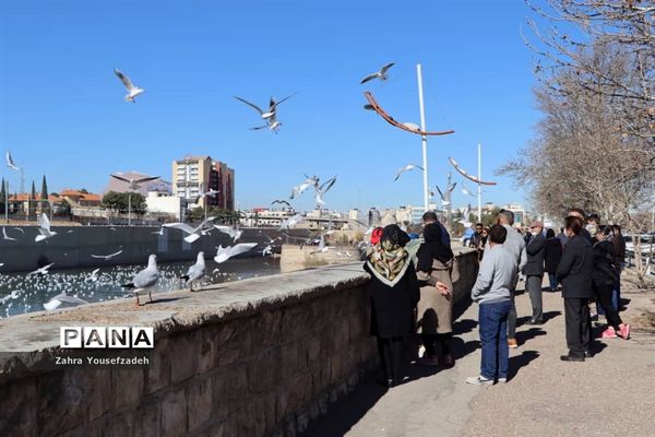 پرندگان مهاجر مهمان این روزهای شیراز