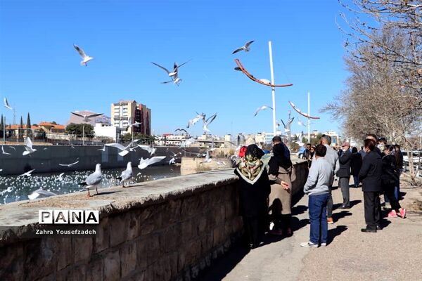 پرندگان مهاجر مهمان این روزهای شیراز