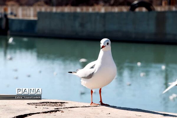 پرندگان مهاجر مهمان این روزهای شیراز
