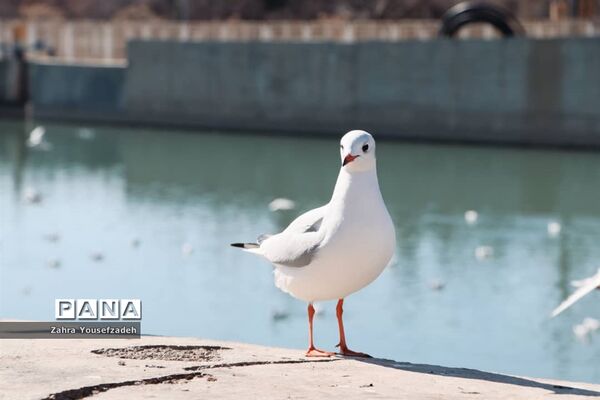 پرندگان مهاجر مهمان این روزهای شیراز