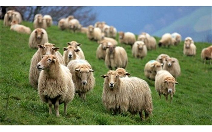 افزایش قیمت گوشت قرمز صادرات دام را متوقف کرد