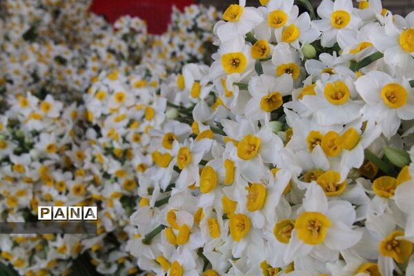 طبیعت زیبای بهبهان