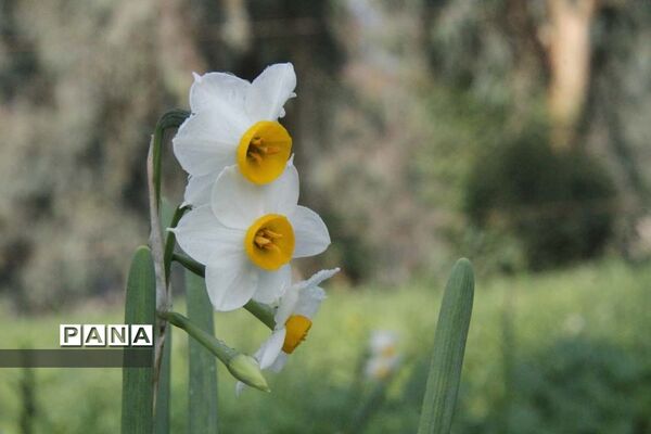 طبیعت زیبای بهبهان