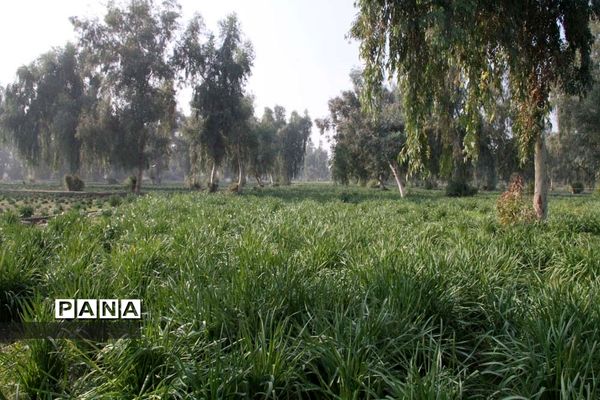 طبیعت زیبای بهبهان