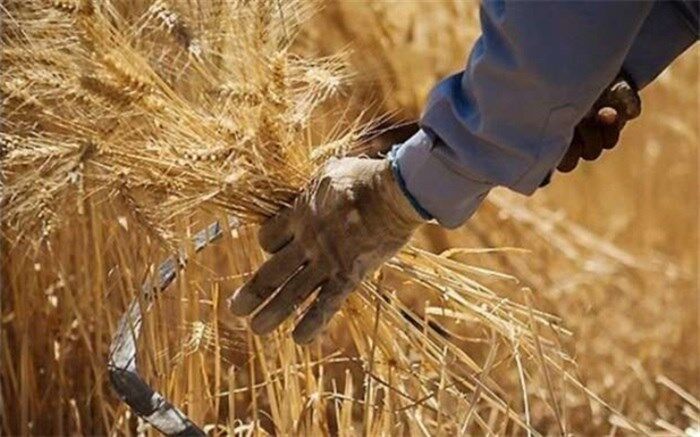 سیل بخشی از گندمزارهای کرمان را از بین برد