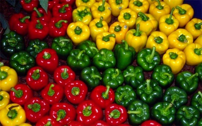  ممنوعیت موقت صادرات محصولات کشاورزی به کشور روسیه برطرف می‌شود