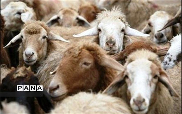 صادرات دام سبک به سازمان تعاون روستایی واگذار شد