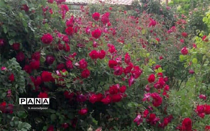 معلمی در مناطق محروم عشق و خدمت خالصانه است