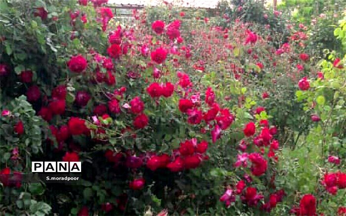 معلمی در مناطق محروم عشق و خدمت خالصانه است