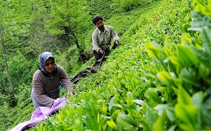 جزئیات واردات و صادرات چای در ۹ ماهه امسال