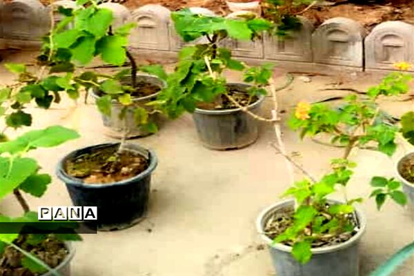 آیین نهال کاری توسط مدافعان سلامت در شهرستان کارون