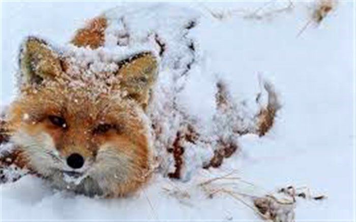 غذادهی شهروندان به گونه‌های جانوری باعث تعارض بین انسان و حیات وحش می‌شود