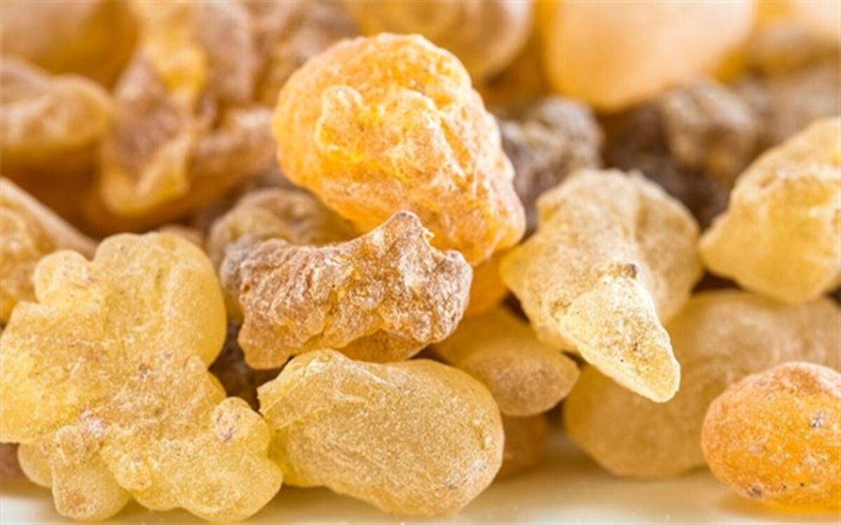 کُندر از بروز کدام بیماری‌ها پیشگیری می‌کند؟