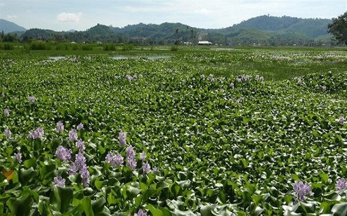 شمارش معکوس برای مرگ تالاب انزلی