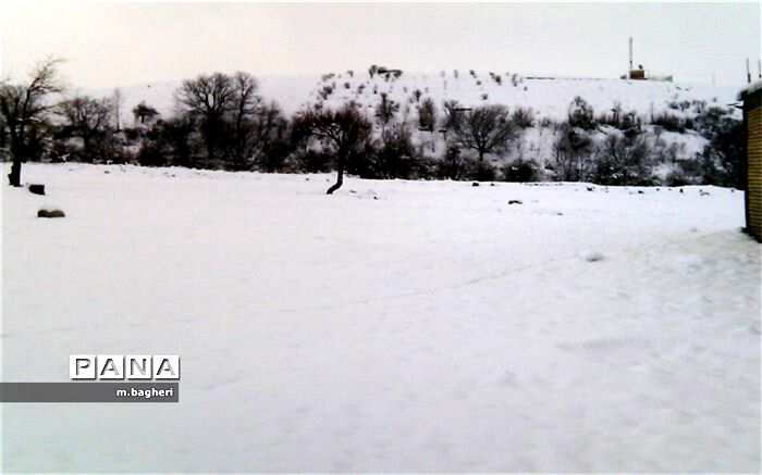 برف زمستانی کاج را سفیدپوش کرد