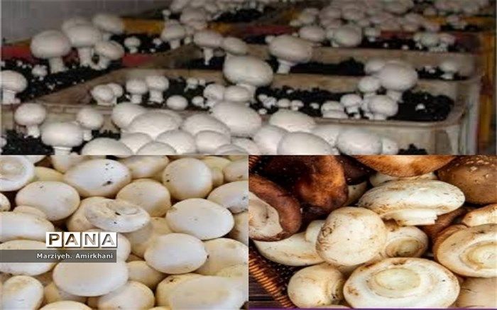 قارچ، دنیایی از خواص